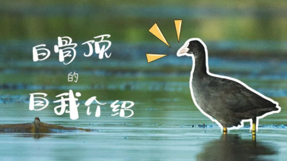 听！白骨顶有话说